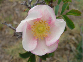 Rosa sp